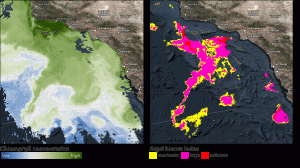 Daily Chlorophyll-a values (left) and classified Algal bloom index values (right) offshore Southern California, United States (Source: NOAA, GEO Blue Planet, UNEP, Esri).