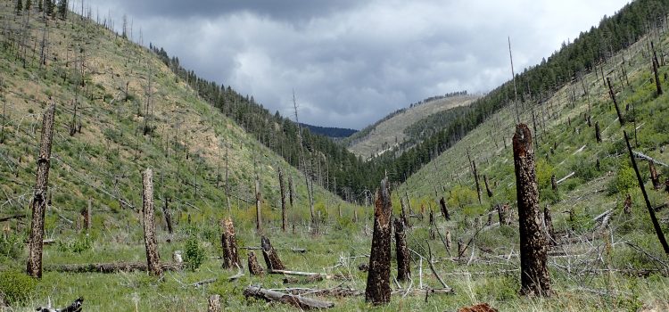 Semi-Arid Forest Resiliency in the United States