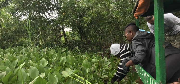 Forest Health & Invasive Water Hyacinth in Benin