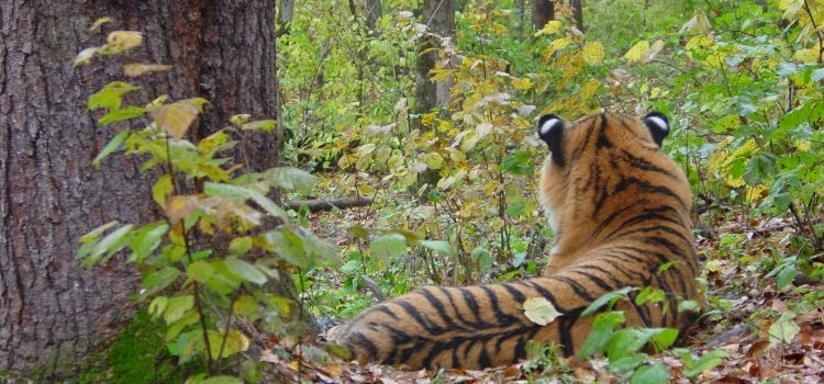 Critical Biodiversity Mapping in Tiger Range States