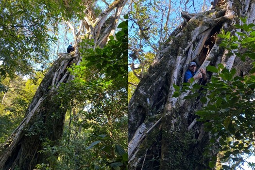 Climbing Tree